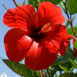 Meet your Posher, Miranda